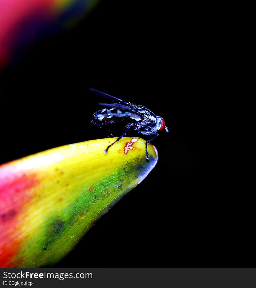 Fly On The Flower