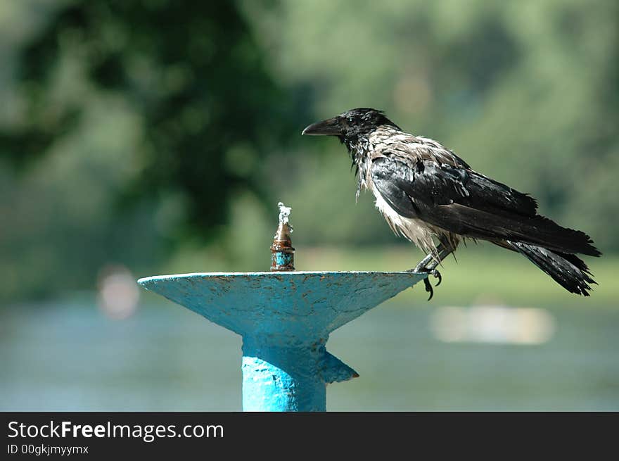 Bird, black, closeup, crow, eye, feathers, gaze, gazing, intelligent, outdoor, parks, piercing, raven, roost, sable, watchful, watching, wild, wildlife, blue, boil, boiling, bubble, bubbles, cool, drink, water,. Bird, black, closeup, crow, eye, feathers, gaze, gazing, intelligent, outdoor, parks, piercing, raven, roost, sable, watchful, watching, wild, wildlife, blue, boil, boiling, bubble, bubbles, cool, drink, water,