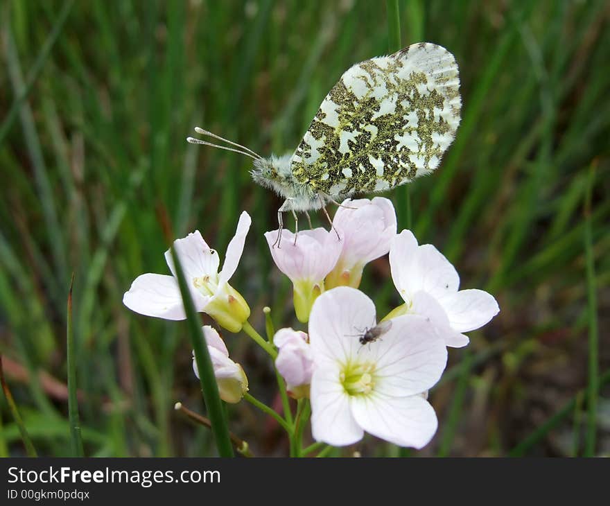 Orange Tip Butterfly