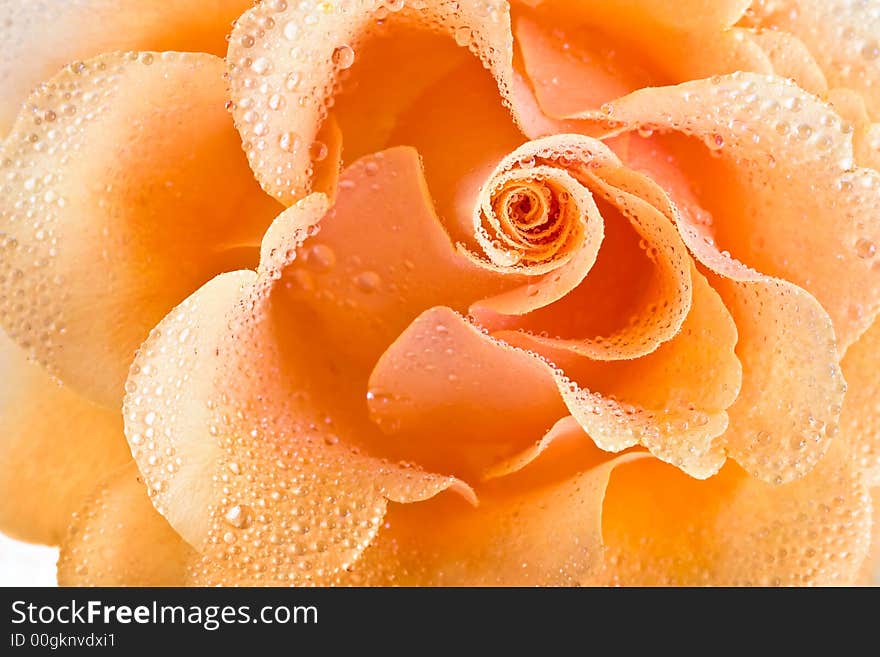 Yellow rose background-combination of the perfect form and soft illumination