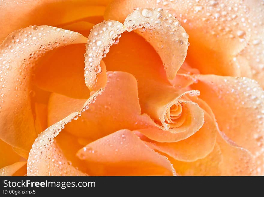 Yellow rose background-combination of the perfect form and soft illumination