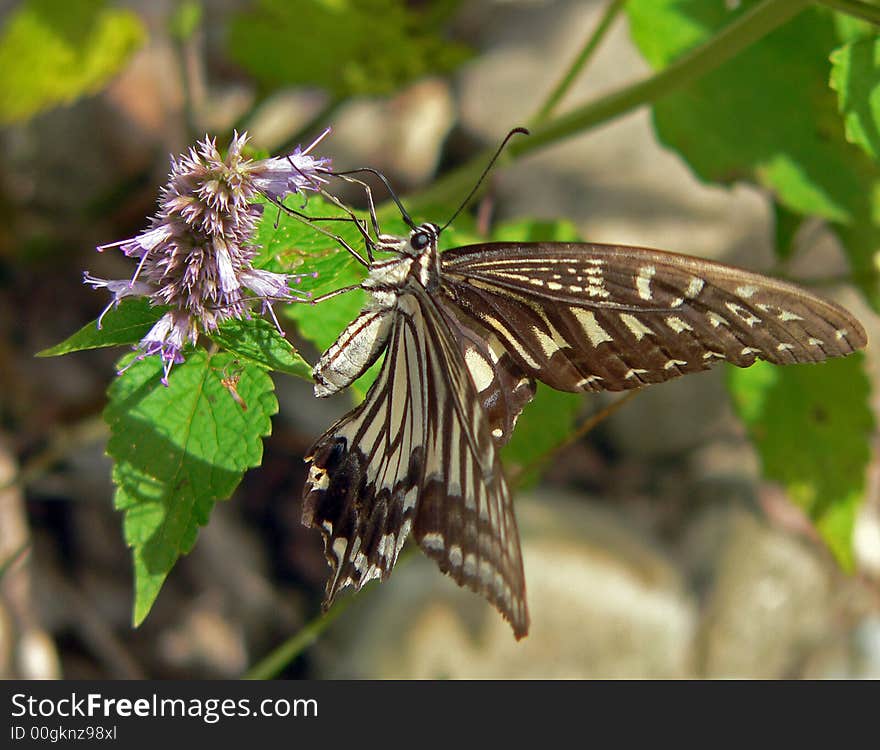 Butterfly Swallowtail