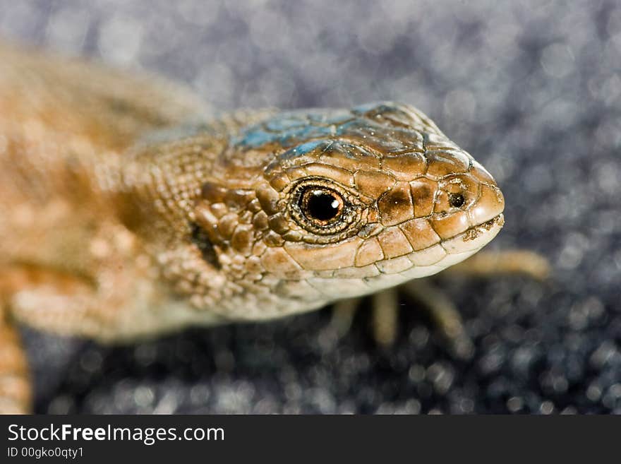 Small lizard portrait on dark background