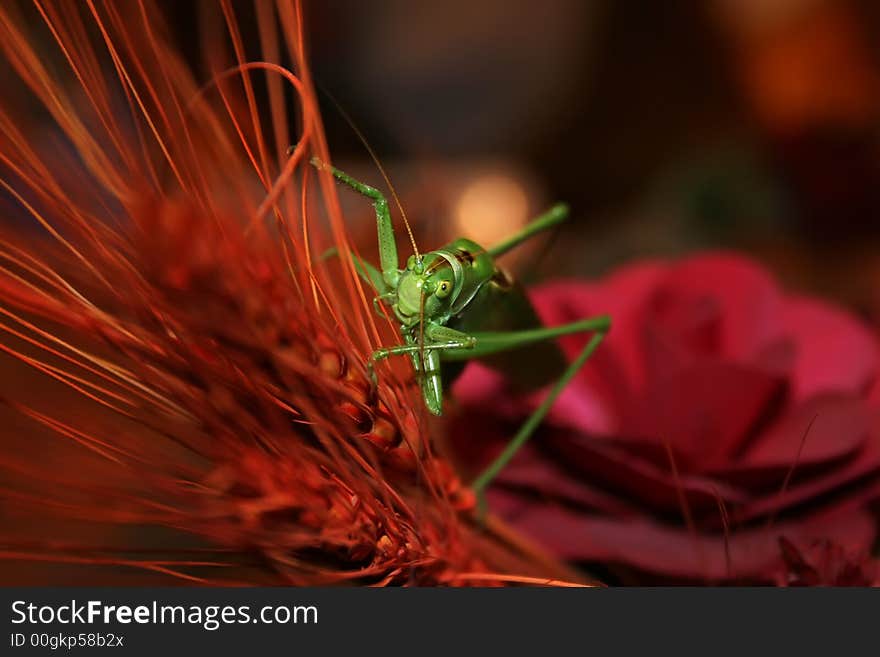 Grasshopper climbing, with nice contrast background. Grasshopper climbing, with nice contrast background