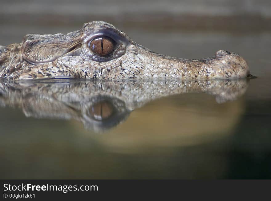 Dwarf Caiman