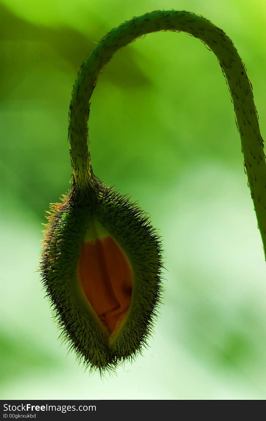 Scary looking hairy plant with blurry background. Scary looking hairy plant with blurry background