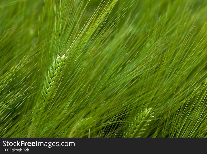 Rye field