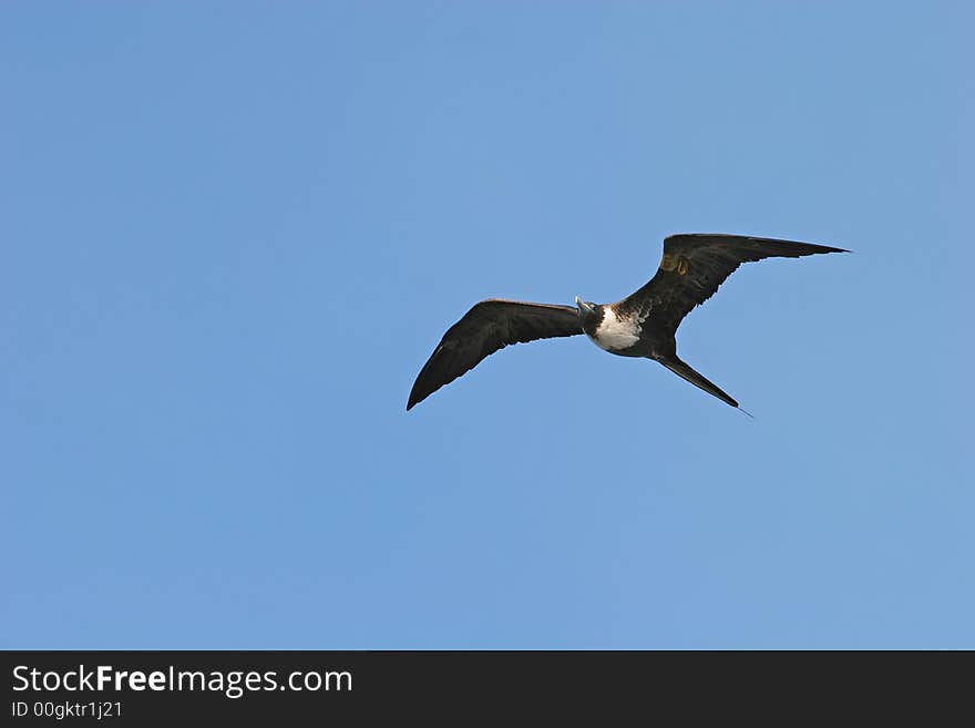 Coastal bird of prey circling the port. Coastal bird of prey circling the port