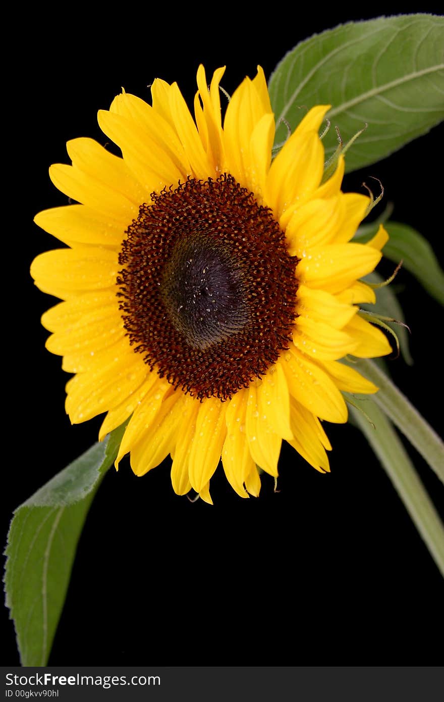 Beautiful yellow Sunflower on black background