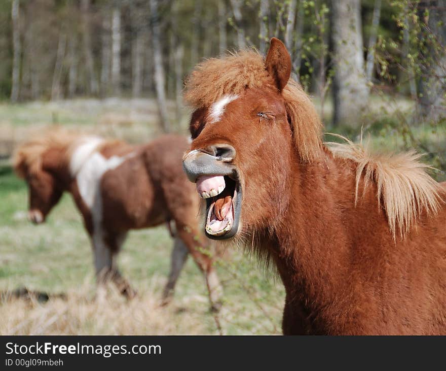 A happy young stallion a beautiful day in the early springtime in Sweden. A happy young stallion a beautiful day in the early springtime in Sweden