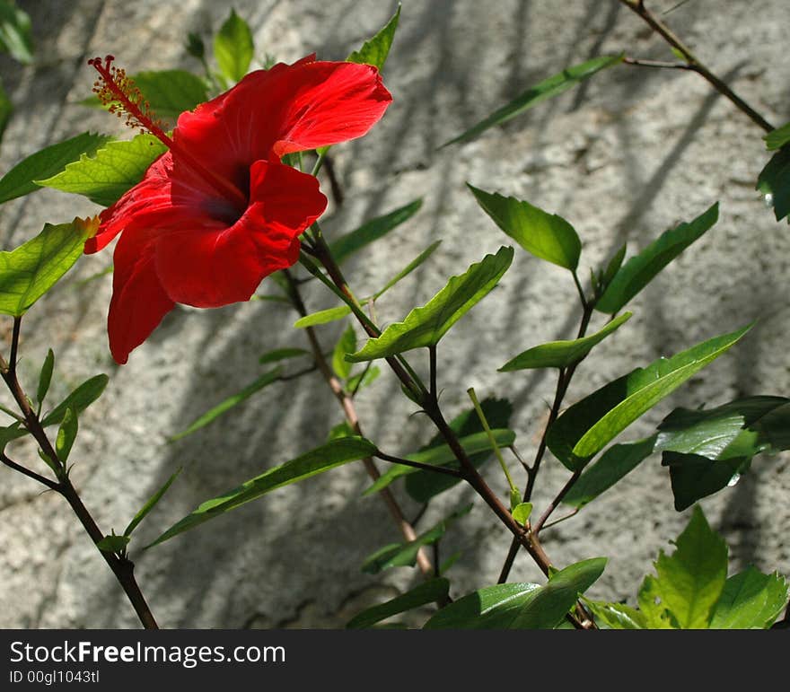 A hibiscus flower graws next to a stone wall.