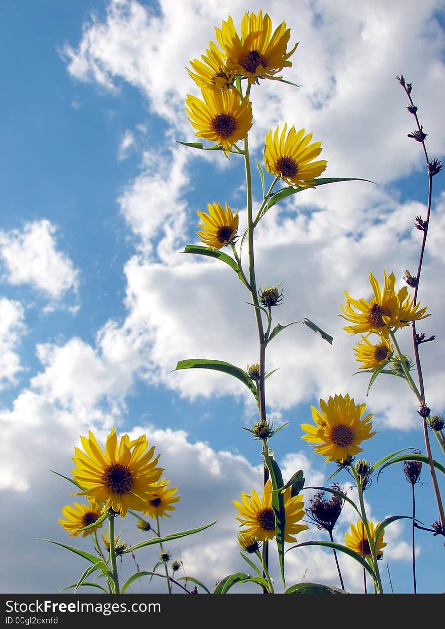 A photo of sunflowers blowing in the breeze. A photo of sunflowers blowing in the breeze.