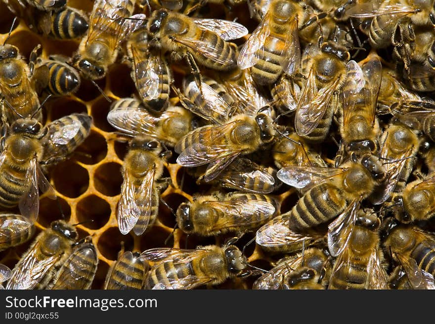 Close up view of working bee on honeycells. Close up view of working bee on honeycells.