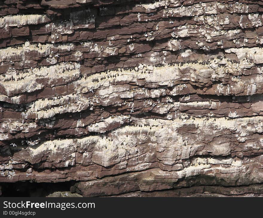 Seabird colony nesting on rock