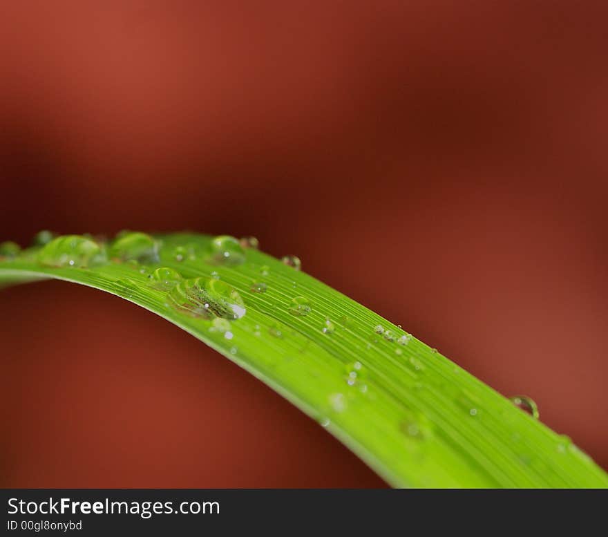 Green Brigde