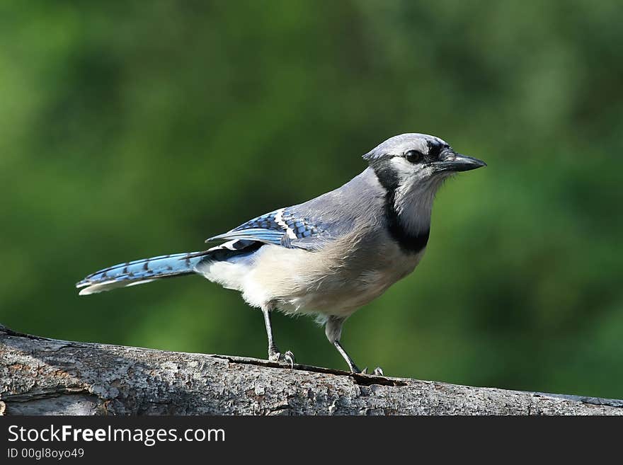 A blue jay resting on a log