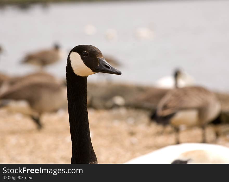 Closeup of head of Brant or Canadian goose. Closeup of head of Brant or Canadian goose