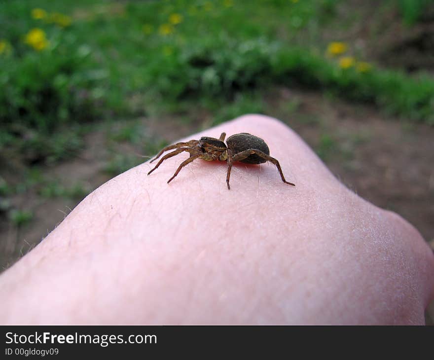 Spider On The Hand