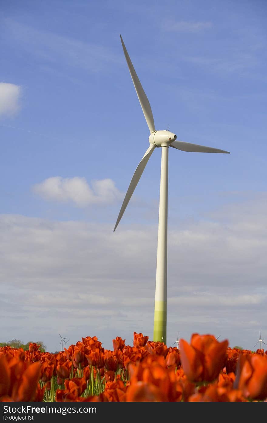 Beautiful red tulips in front of modern windmill and blue sky. Beautiful red tulips in front of modern windmill and blue sky