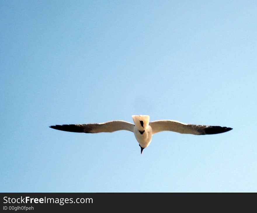 A lone seagull flying towards the sea.