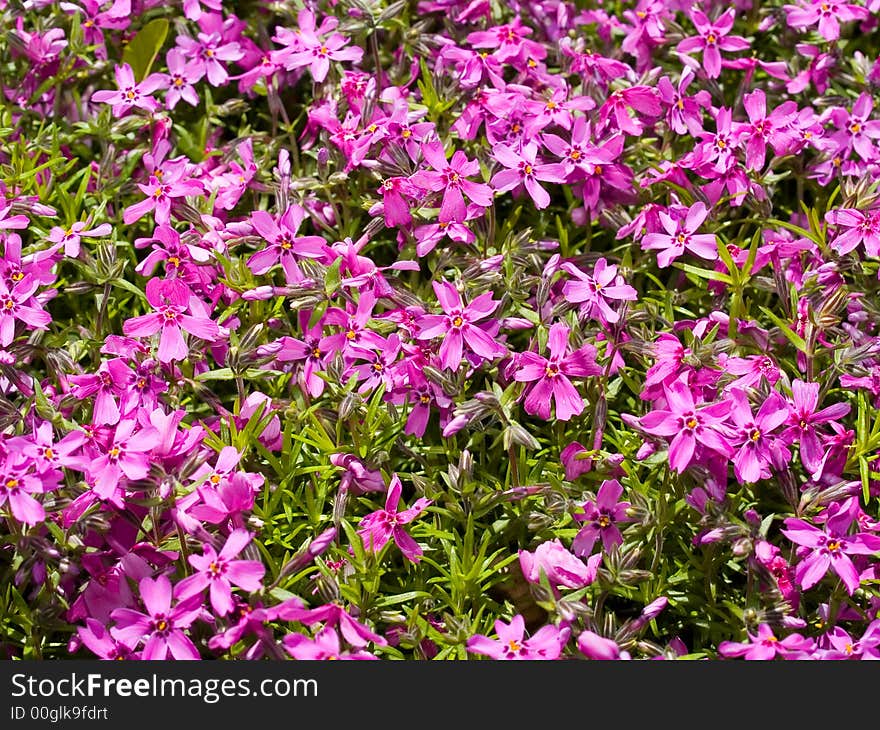 Violet flowers background spring view