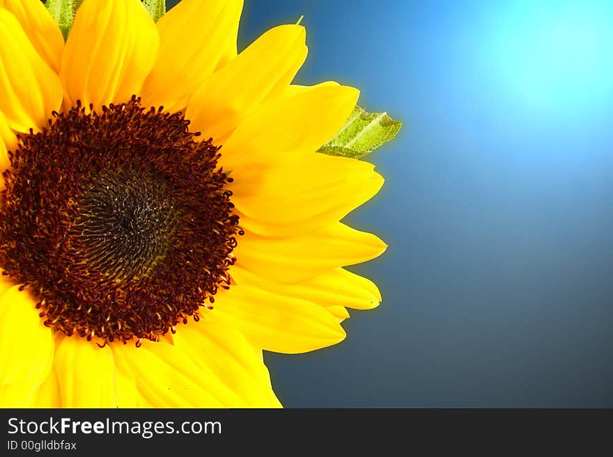 Beautiful sunflower with lighting background. Beautiful sunflower with lighting background