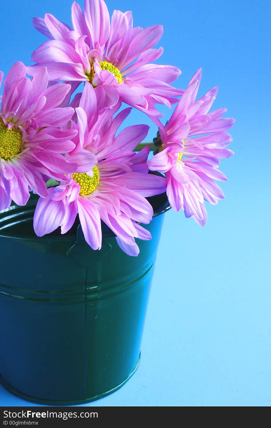 Pink flowers and green bucket with blue background