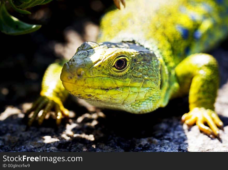 Close up of green lizard lying in the sun