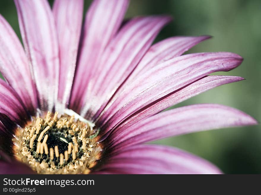 Pink Flower With Shallow Dof