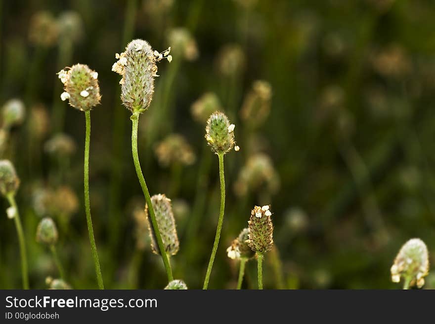 Abstract background with small green and white flowers. Abstract background with small green and white flowers