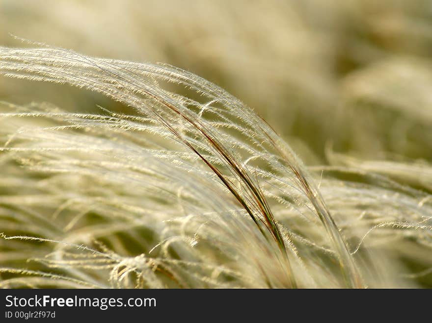 Feather-grass