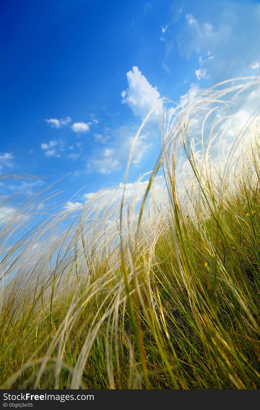 Feather-grass