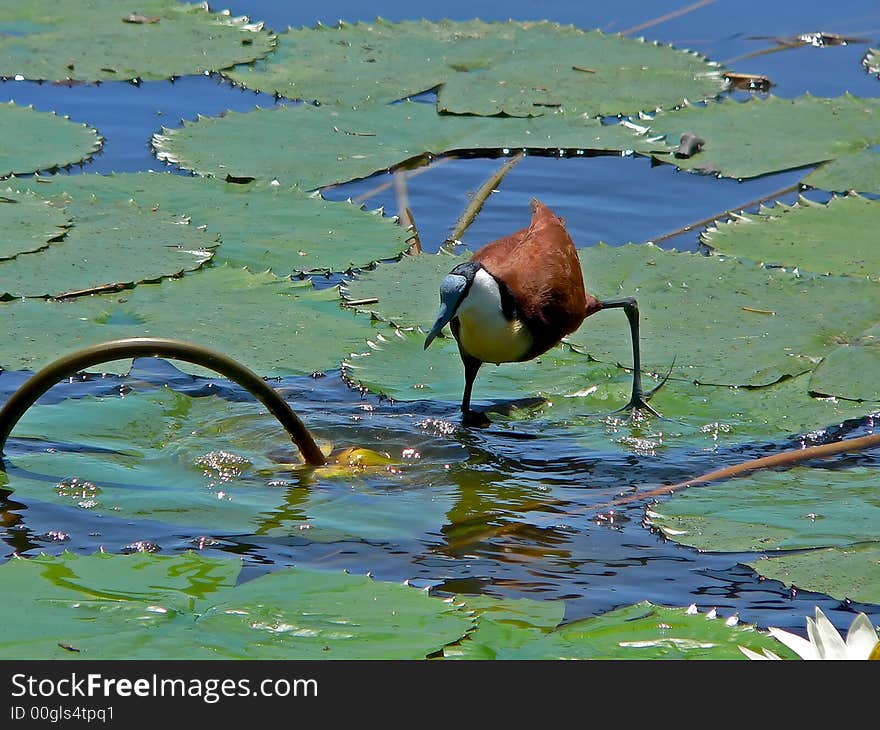 African Jacana 1