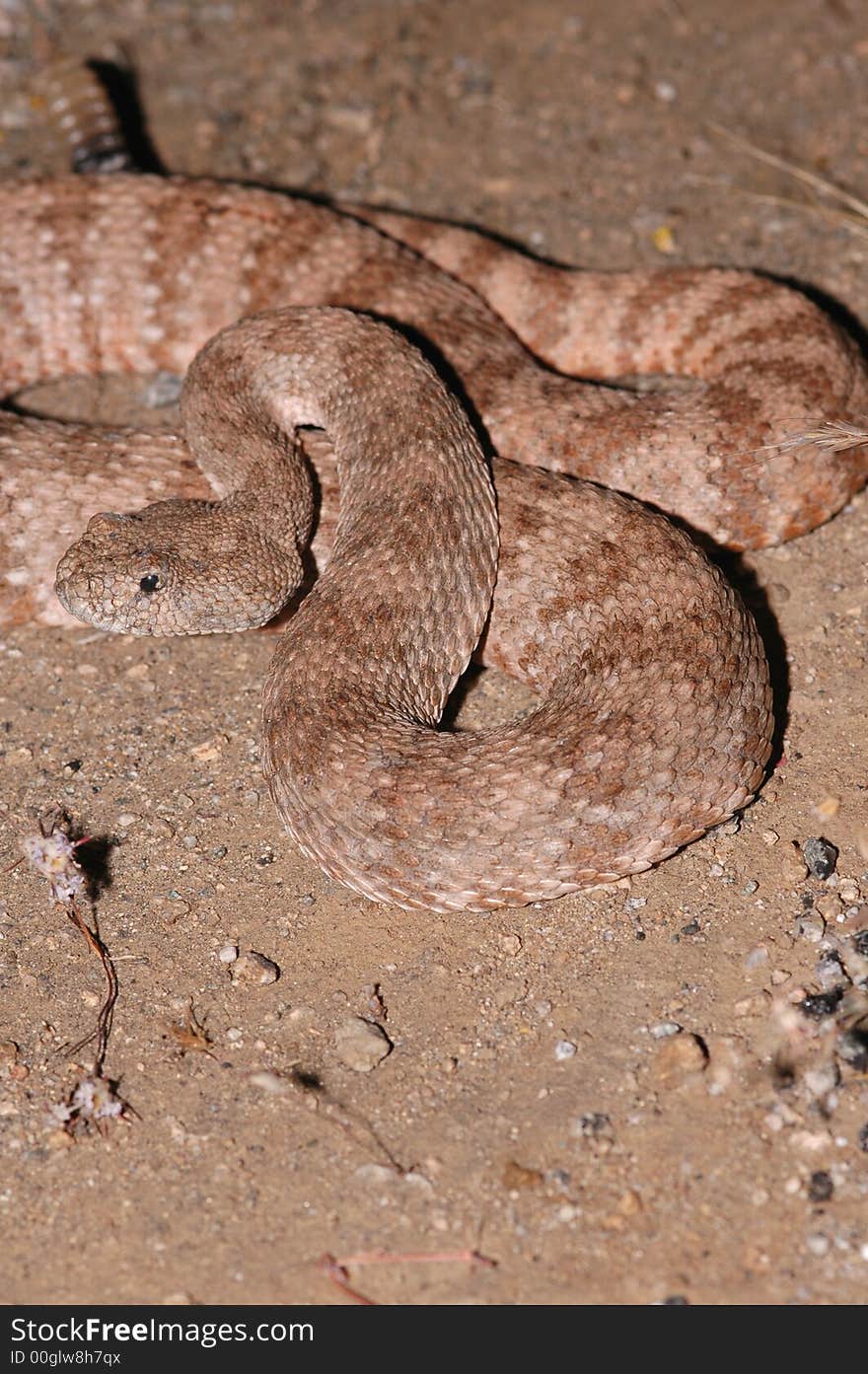 A large speckled rattlesnake found in southern California.