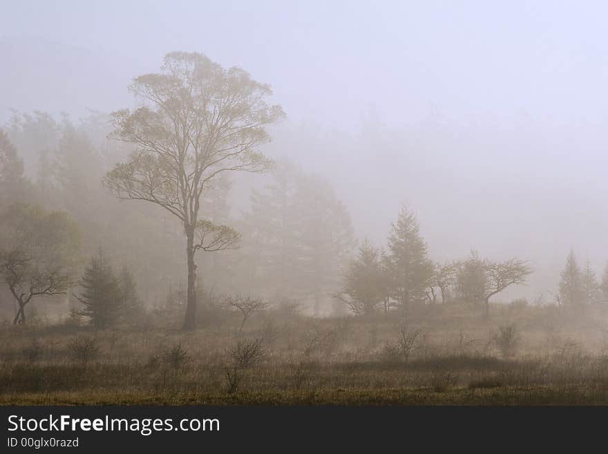 A beautiful old tree on the edge of a misty meadow. A beautiful old tree on the edge of a misty meadow