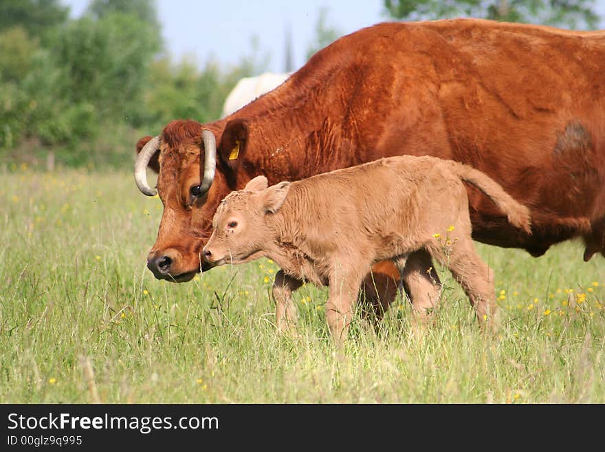 Young calf and cow in pasture. Young calf and cow in pasture.