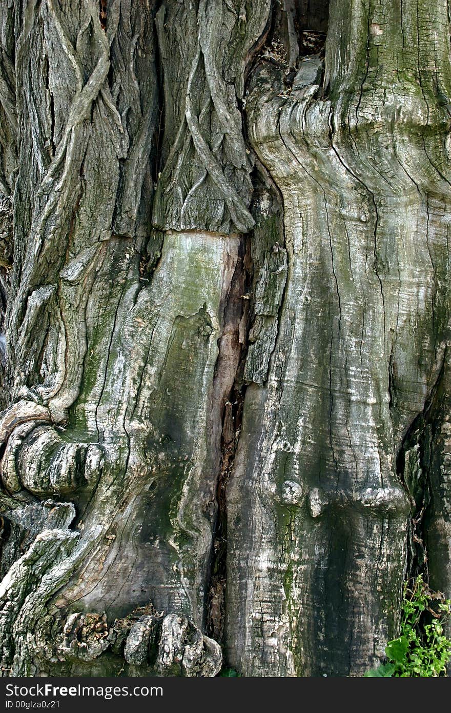 Detail of bark tree rose acacia moss-grown