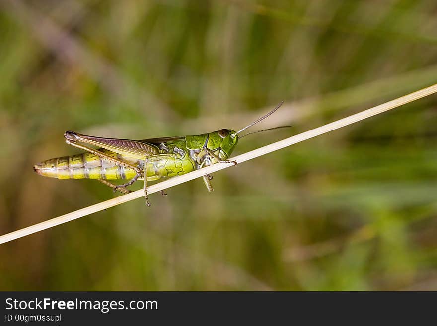 Green grasshopper sit on dry blade of grass. Green grasshopper sit on dry blade of grass