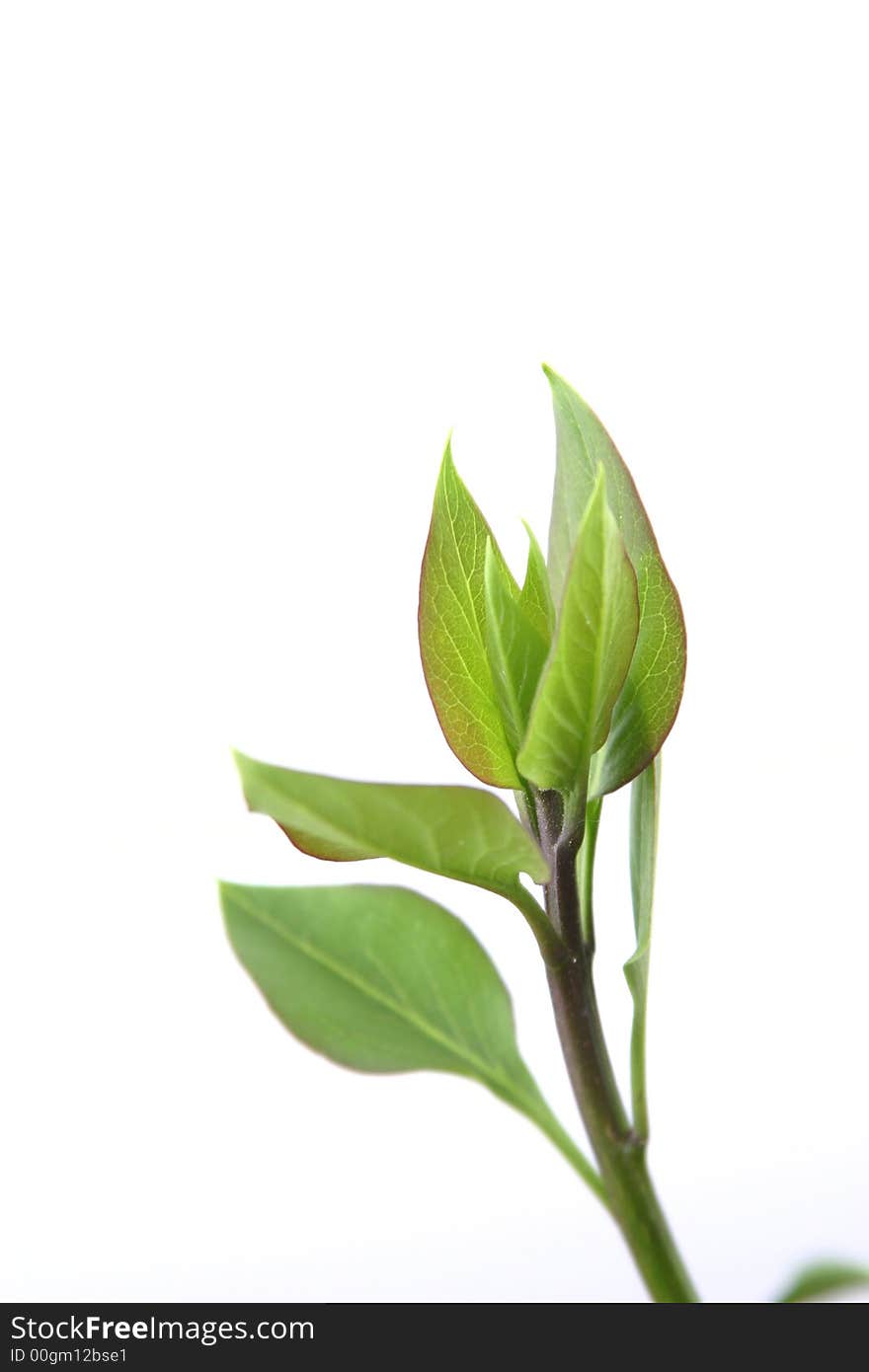 Green leaves on white background