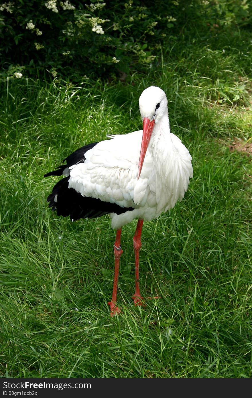 White stork