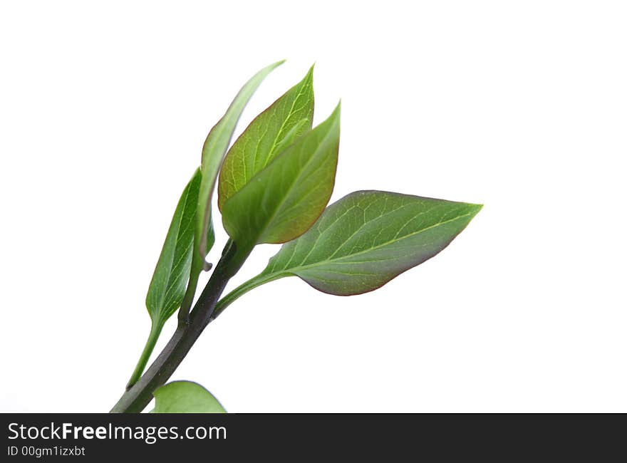 Green leaves on white background