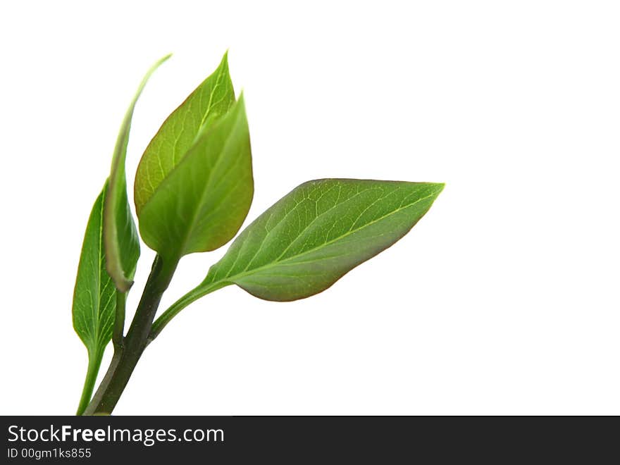 Green leaves on white background