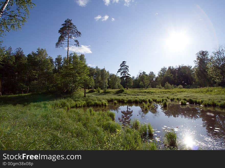 Sunny day near small river at forest. Sunny day near small river at forest