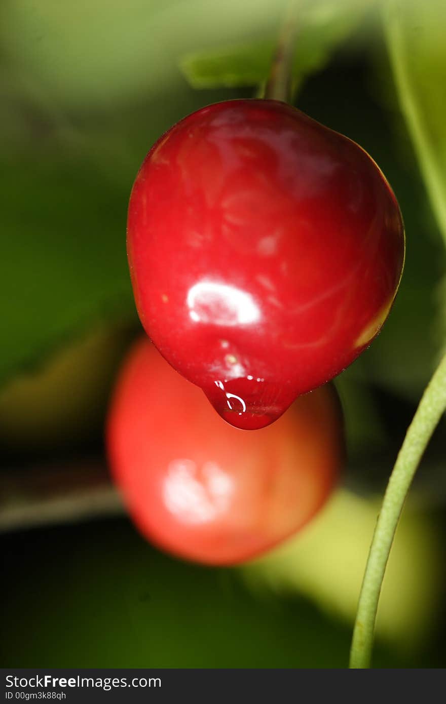 Sour cherries hanging in the tree