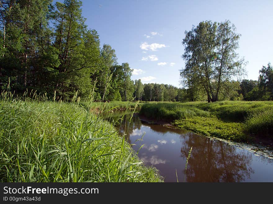 Sunny day near small river at forest. Sunny day near small river at forest