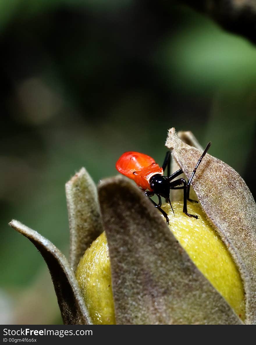 Red bug