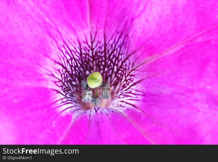 Beautiful big purple flower close up