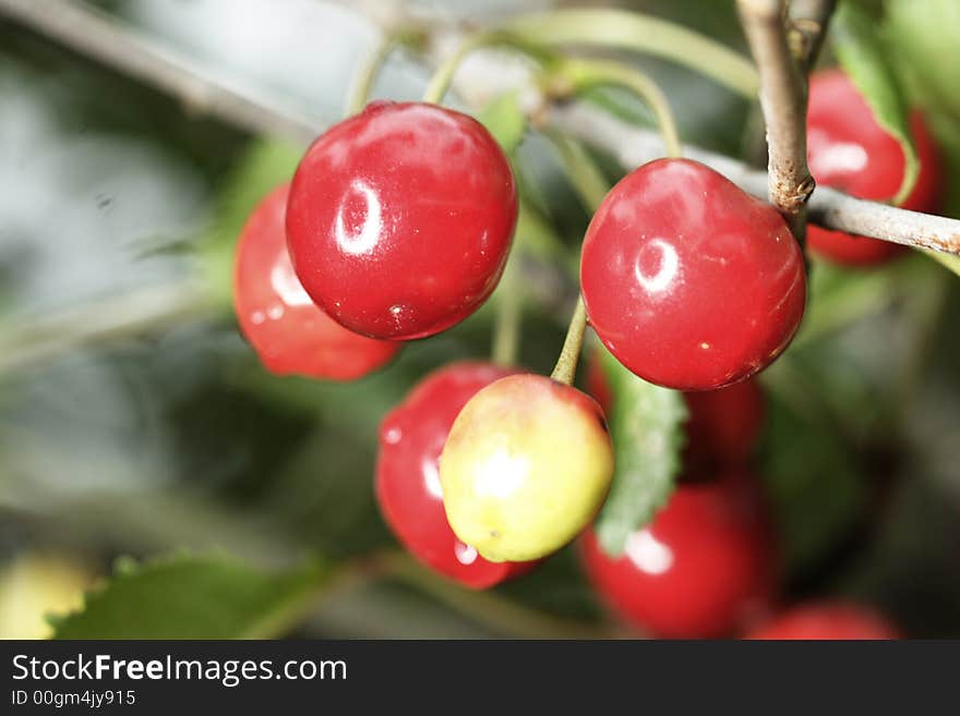 Sour cherries hanging in the tree