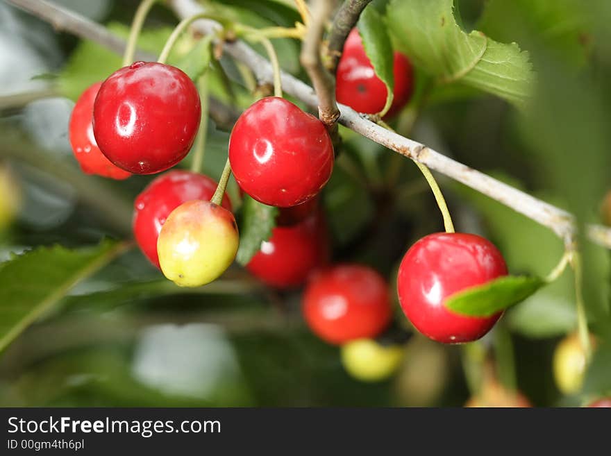 Sour cherries hanging in the tree