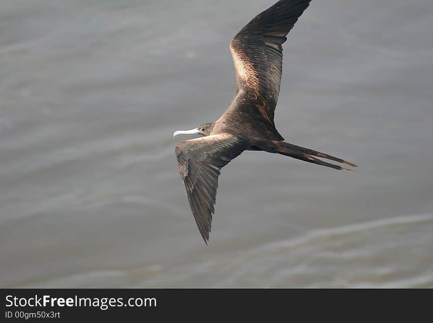 Coastal bird of prey flying over a port. Coastal bird of prey flying over a port